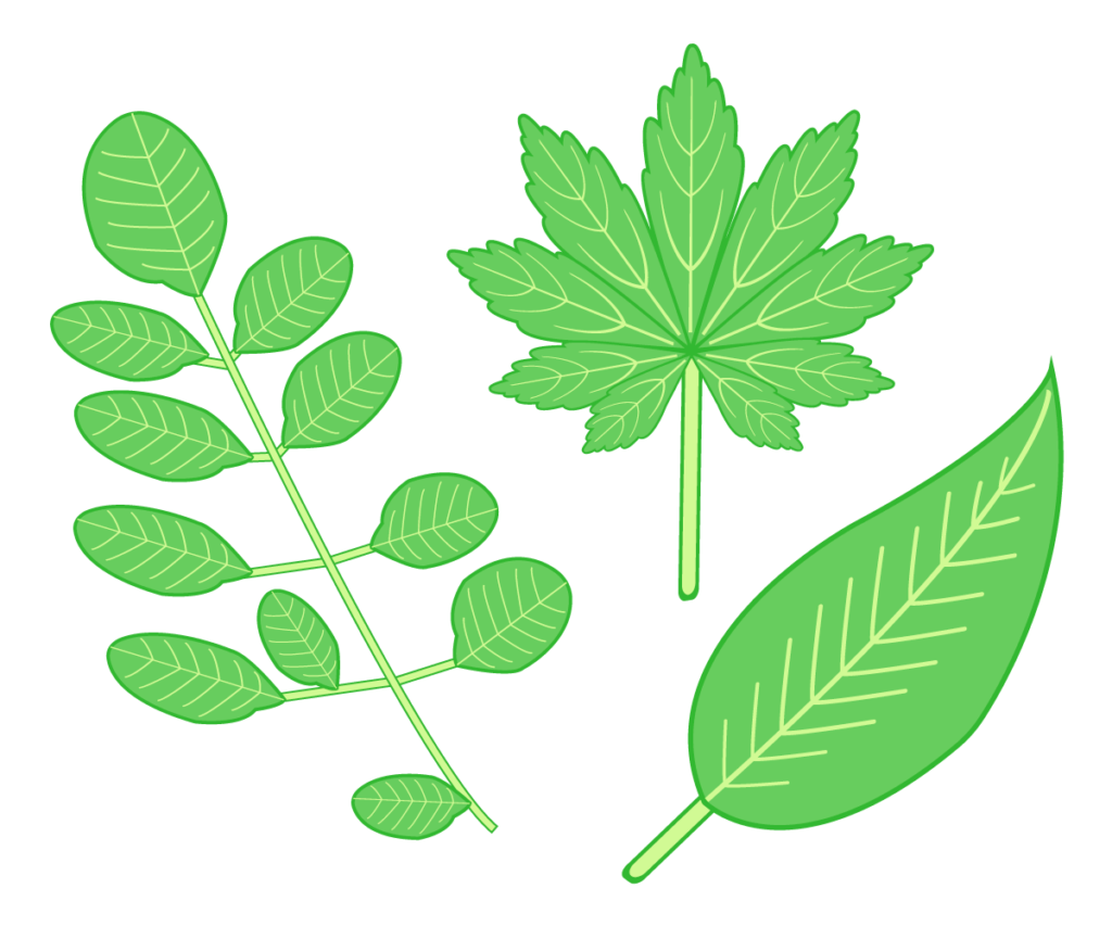 나뭇잎 PNG